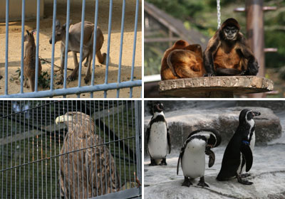 動物いろいろ